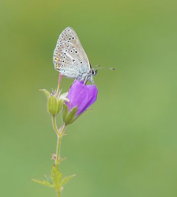 Zwart Blauwtje / Geranium Argus