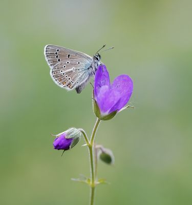 Zwart Blauwtje / Geranium Argus