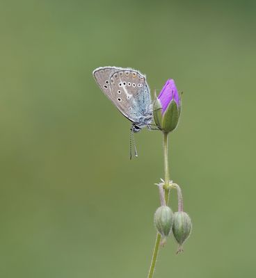 Zwart Blauwtje / Geranium Argus