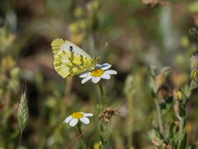 Geel Oranjetipje / Provence Orange Tip