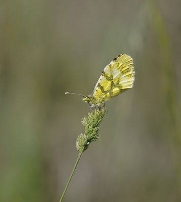 Geel Oranjetipje / Provence Orange Tip
