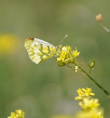 Geel Oranjetipje / Provencal Orange Tip