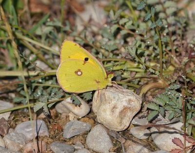 Oranje Luzerne / Clouded Yellow