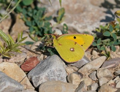 Oranje Luzerne / Clouded Yellow