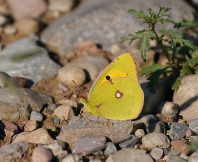 Oranje Luzernevlinder / Clouded Yellow