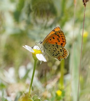 Iberische Bruine Vuurvlinder / Iberian Sooty Copper