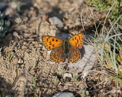 Iberische Bruine Vuurvlinder / Iberian Sooty Copper