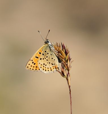 Iberische Bruine Vuurvlinder / Iberian Sooty Copper