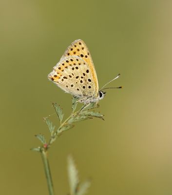 Iberische Bruine Vuurvlinder / Iberian Sooty Copper
