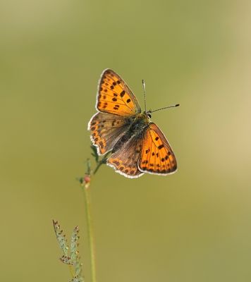 Iberische Bruine Vuurvlinder / Iberian Sooty Copper