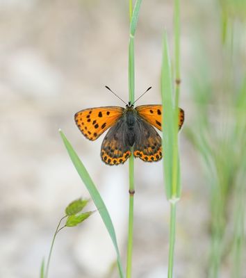 Iberische Bruine Vuurvlinder / Iberian Sooty Copper