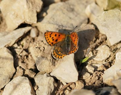 Iberische Bruine Vuurvlinder / Iberian Sooty Copper