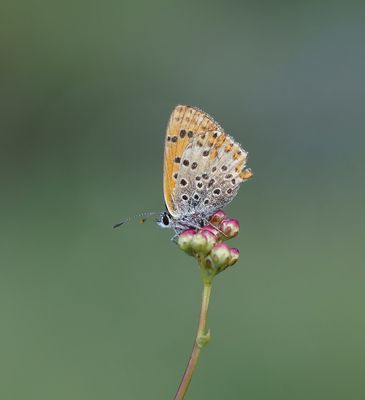 Iberische Bruine Vuurvlinder / Iberian Sooty Copper