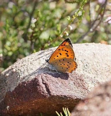Violette Vuurvlinder / Purple-shot Copper