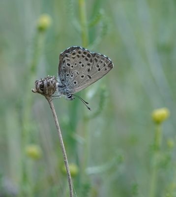Spaans Klein Tijmblauwtje / Panoptes Blue