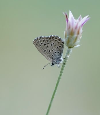 Spaans Klein Tijmblauwtje / Panoptes Blue