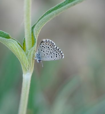Spaans Klein Tijmblauwtje / Panoptes Blue