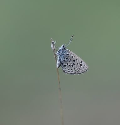 Moors Tijmblauwtje / False Baton Blue