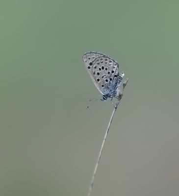 Moors Tijmblauwtje / False Baton Blue