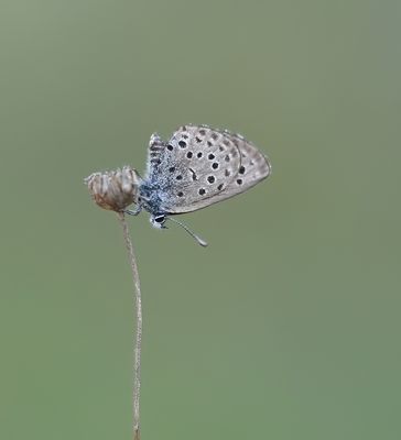 Moors Tijmblauwtje / False Baton Blue