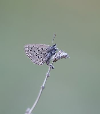 Moors Tijmblauwtje / False Baton Blue