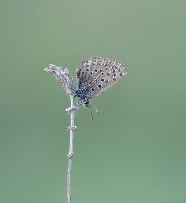 Moors Tijmblauwtje / False Baton Blue