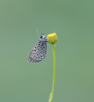 Moors Tijmblauwtje / False Baton Blue