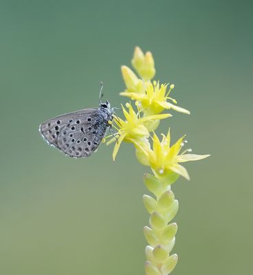 Moors Tijmblauwtje / False Baton Blue