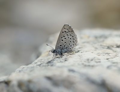 Moors Tijmblauwtje / False Baton Blue