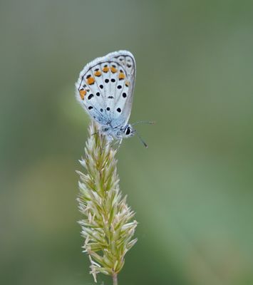 Spaans Saffierblauwtje / Spanish Sapphire Blue