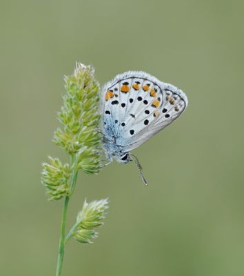 Spaans Saffierblauwtje / Spanish Sapphire Blue