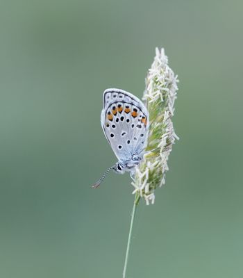 Spaans Saffierblauwtje / Spanish Sapphire Blue
