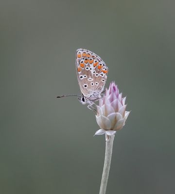 Moors Bruin Blauwtje / Southern Brown Argus