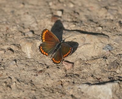 Moors Bruin Blauwtje / Southern Brown Argus