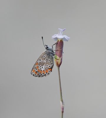 Moors Bruin Blauwtje / Southern Brown Argus