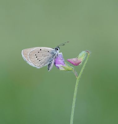 Klaverblauwtje / Blue