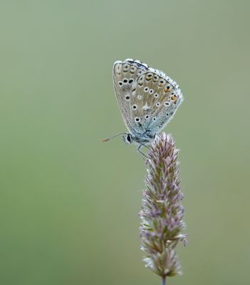 Provençaals Bleek Blauwtje / Provence Chalkhill Blue
