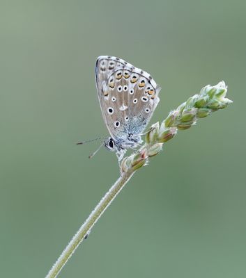 Provençaals Bleek Blauwtje / Provence Chalkhill Blue
