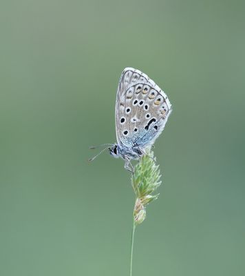 Provençaals Bleek Blauwtje / Provence Chalkhill Blue