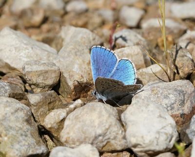 Adonisblauwtje / Adonis Blue
