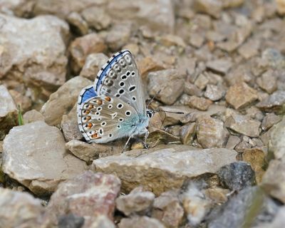 Adonisblauwtje / Adonis Blue