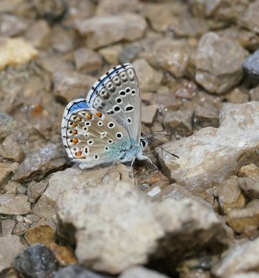 Adonisblauwtje / Adonis Blue