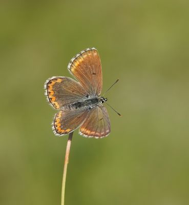 Adonisblauwtje / Adonis Blue