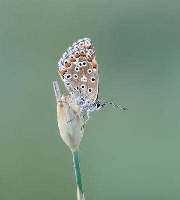 Adonisblauwtje / Adonis Blue