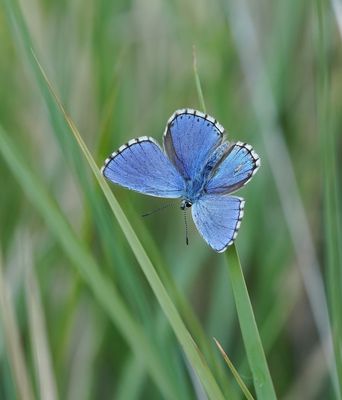 Adonisblauwtje / Adonis Blue