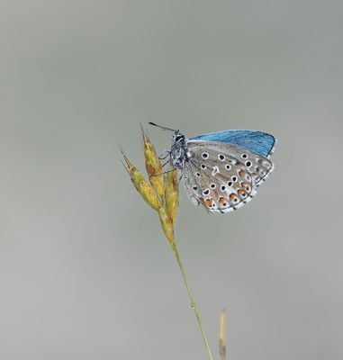 Adonisblauwtje / Adonis Blue