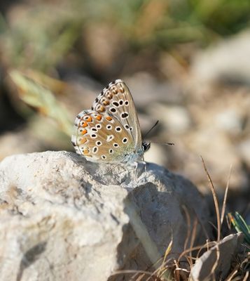 Adonisblauwtje / Adonis Blue