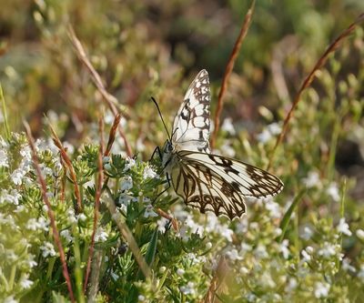Westelijk Dambordje / Western Marbled White