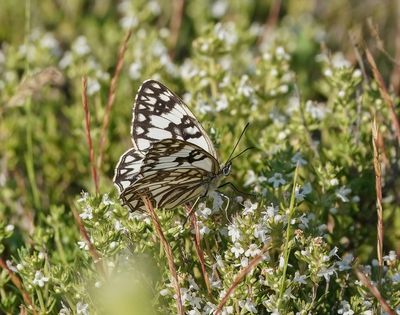 Westelijk Dambordje / Western Marbled White