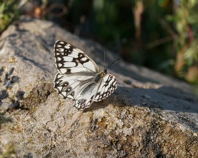 Westelijk Dambordje / Western Marbled White